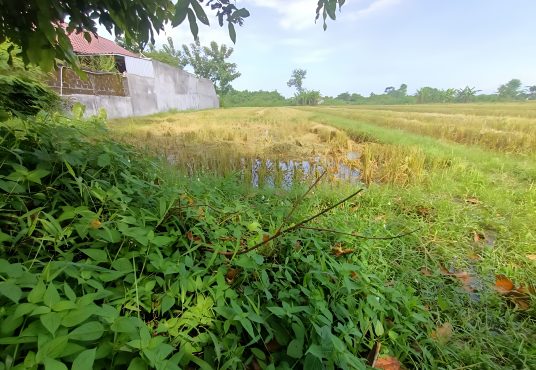 Tanah Pekarangan Murah STRATEGIS tepi Aspal di Jragung Jogotirto dekat Wisata Lava Bantal