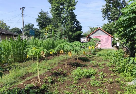 Tanah Dijual di Karangmojo Gunungkidul