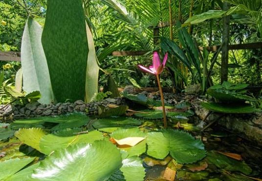 Rumah Joglo Tanah Luas Lingkungan Sejuk dan Asri di Jakal km 15 Bendosari Pakem